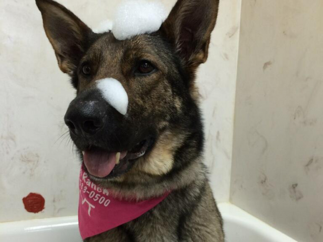 WagginTails-Spa-Main https://waggintailsanimalinn.com/wp-content/uploads/2020/01/WagginTails-Spa-Main-640x480.png