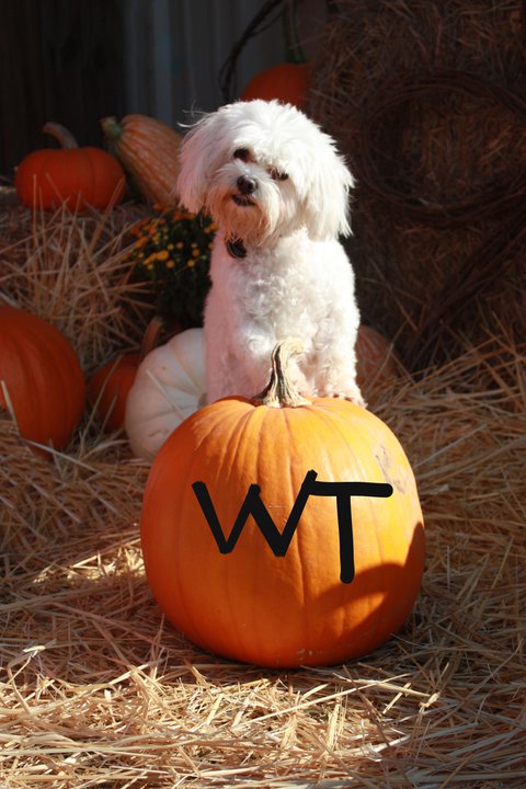 https://waggintailsanimalinn.com/wp-content/uploads/2020/01/riley-carp-with-pumpkins.jpg