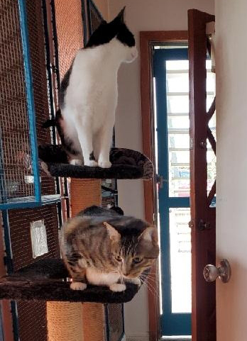 output https://waggintailsanimalinn.com/wp-content/uploads/2020/02/output.jpg