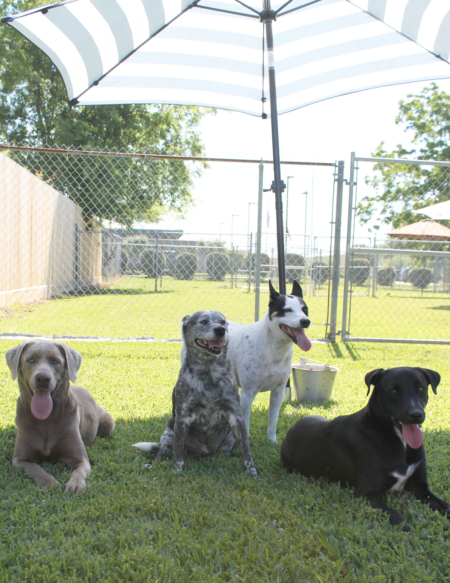 animalinn5-boarding https://waggintailsanimalinn.com/wp-content/uploads/2021/06/animalinn5-boarding.png